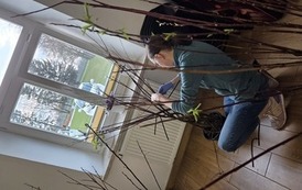 Warsztaty wikliniarskie Drzewka wiklinowe 16.04.2026 5