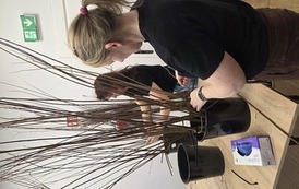 Warsztaty wikliniarskie Drzewka wiklinowe 16.04.2026 11